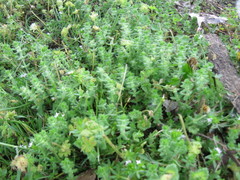 Cruciata pedemontana
