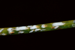 Chionaspis pinifoliae