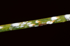 Chionaspis pinifoliae