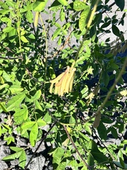 Crotalaria pallida