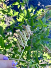Crotalaria pallida