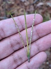 Chionaspis pinifoliae