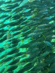 Trachurus novaezelandiae
