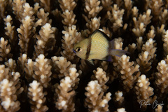 Dascyllus reticulatus