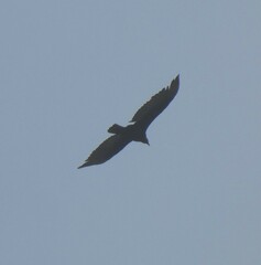 Cathartes aura