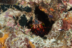 Odontodactylus scyllarus