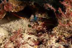 Odontodactylus scyllarus