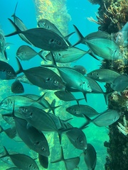 Pseudocaranx wrighti