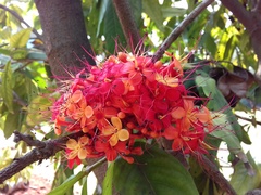 Saraca asoca