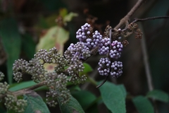 Callicarpa pilosissima
