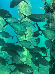 Pseudocaranx wrighti
