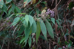 Callicarpa pilosissima