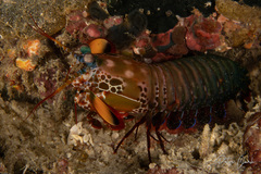 Odontodactylus scyllarus