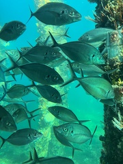 Pseudocaranx wrighti