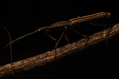 Ithystenus hollandiae