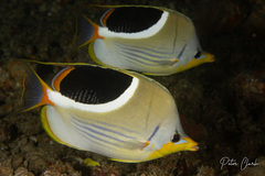 Chaetodon ephippium