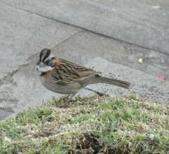Zonotrichia capensis
