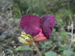 Macroptilium atropurpureum