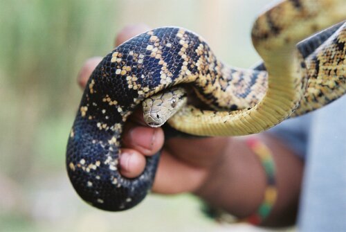Jamaican Boa