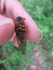 Magicicada septendecula