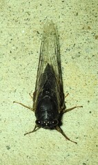 Birrima castanea