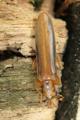 Thelyphassa lineata