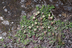 Baccharis caespitosa