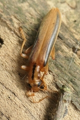 Thelyphassa lineata