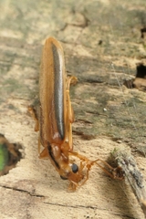 Thelyphassa lineata