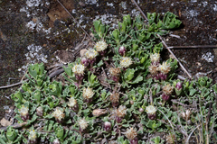 Baccharis caespitosa