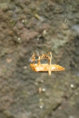 Thelyphassa lineata
