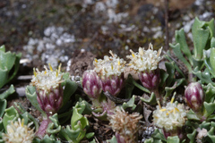Baccharis caespitosa