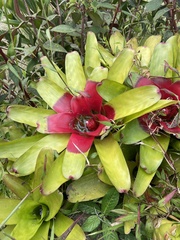 Neoregelia