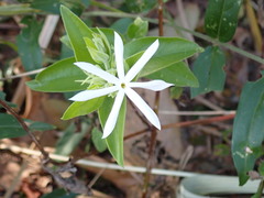 Jasminum multiflorum