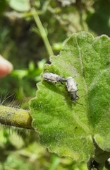 Oxycarenus hyalinipennis