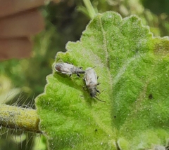 Oxycarenus hyalinipennis