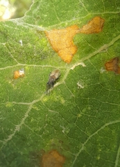 Oxycarenus hyalinipennis