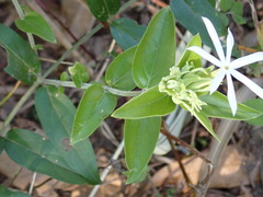 Jasminum multiflorum