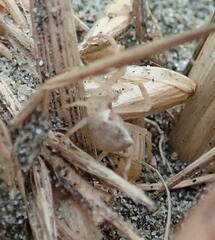 Sidymella trapezia