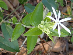 Jasminum multiflorum