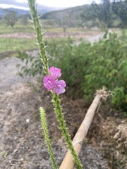 Stachytarpheta mutabilis