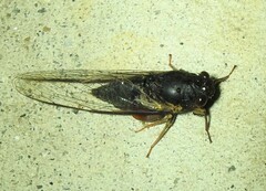 Birrima castanea