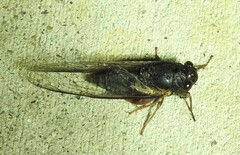 Birrima castanea