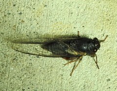 Birrima castanea
