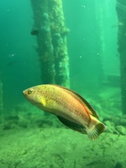 Austrolabrus maculatus