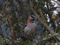 Zonotrichia capensis