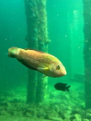 Austrolabrus maculatus