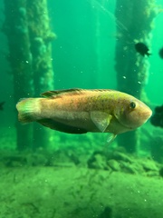 Austrolabrus maculatus