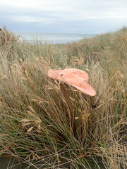 Sidymella trapezia