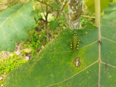 Chromacris psittacus pacificus